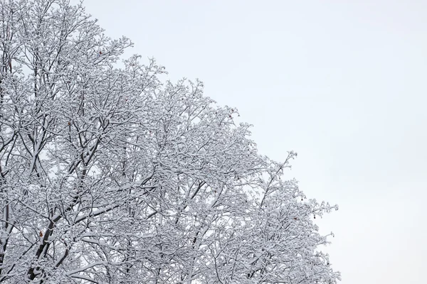 Frost träd — Stockfoto