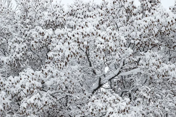 Frost träd — Stockfoto