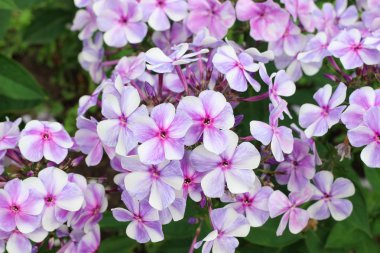 Phlox çiçek