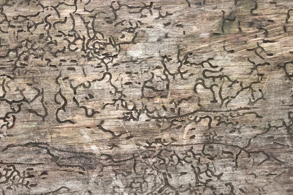 Wooden  background — Stock Photo, Image