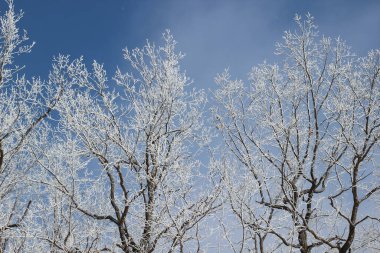 Karda donmuş dallar ve soyut arkaplan
