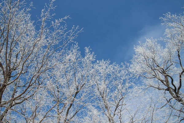 Winterwald Schnee — Stockfoto