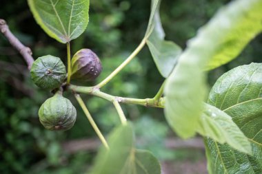 İncir ağaçta olgunlaşmamış.