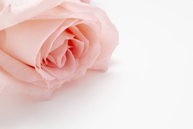 Beyaz arkaplanda pembe gül