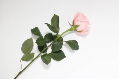 Beyaz arkaplanda pembe gül
