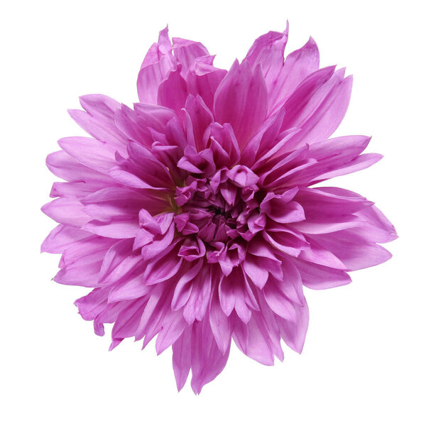 lilac aster on a white background