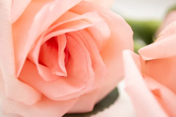 Ροζ Τριαντάφυλλο Λευκό Φόντο — Φωτογραφία Αρχείου