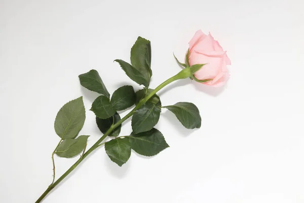 Pink Rose White Background — Stock Photo, Image