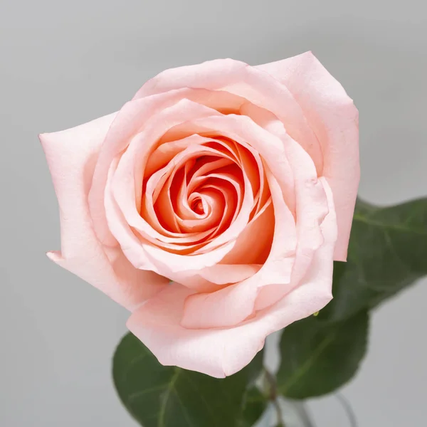Ροζ Τριαντάφυλλο Γκρίζο Φόντο — Φωτογραφία Αρχείου