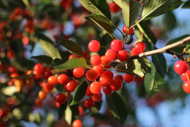 Arkaplanı bulanık olan bir kiraz.