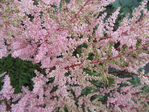 Pink Astilbe Flowers Nature Background — Stock Photo, Image