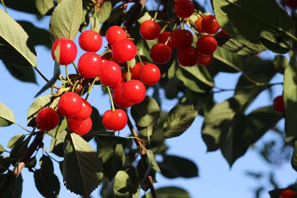 Arkaplanı bulanık olan bir kiraz.