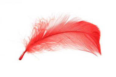 beyaz zemin üzerine kırmızı kuş tüyü