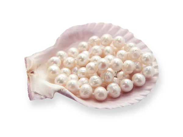 Pearls Shell White Background — Stock Photo, Image