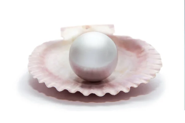 Pearls Shell White Background — Stock Photo, Image