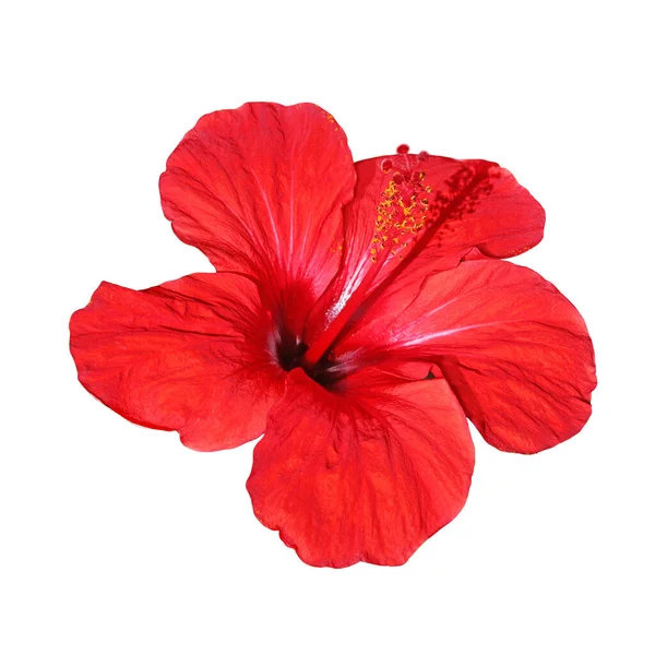 Vörös Hibiszkusz Virág Izolált Háttér — Stock Fotó