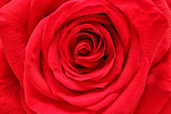 Λουλούδι Κόκκινο Τριαντάφυλλο Φόντο Μακροεντολή — Φωτογραφία Αρχείου