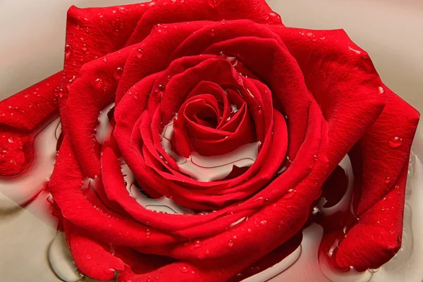 Κόκκινο Τριαντάφυλλο Στο Φόντο Του Νερού — Φωτογραφία Αρχείου