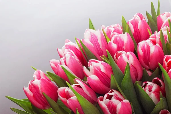 Açık arkaplanda pembe laleler.