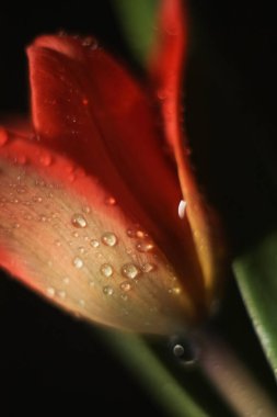 soyut koyu arkaplanda bulanık kırmızı lale çiçeği