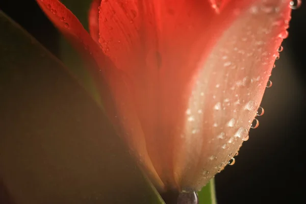 Abstrato Borrado Vermelho Tulipa Flor Fundo Escuro — Fotografia de Stock