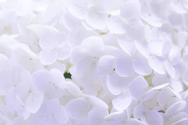 Background Delicate Flowers Hydrangea Purple — Stock Photo, Image