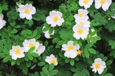 Yaban gülü çiçekleri çalılarda