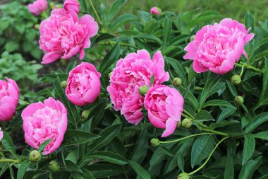 Yeşil yapraklı pembe şakayıklar