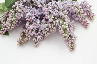 Beyaz arka planda leylak buketi