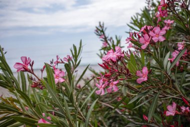 doğa pembe zakkum çiçekleri arka planı 