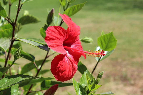 Hibiscus Flower Green Grass Background — Stock Photo, Image