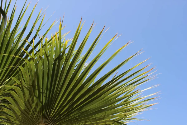 Liście Palmowe Niebie — Zdjęcie stockowe