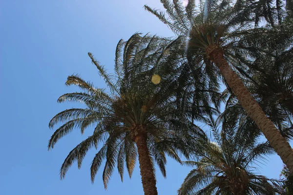 Liście Palmowe Niebie — Zdjęcie stockowe