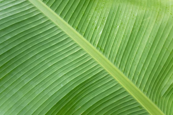 palmiye yaprağı makro doku arka plan