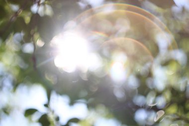 soyut arkaplan çimen bokeh bulanıklığı