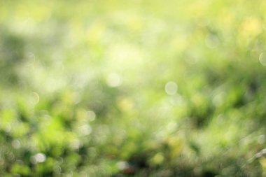 soyut arkaplan çimen bokeh bulanıklığı