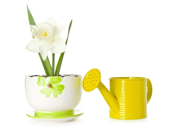 Narcissus flower in the pot — Stock Photo, Image