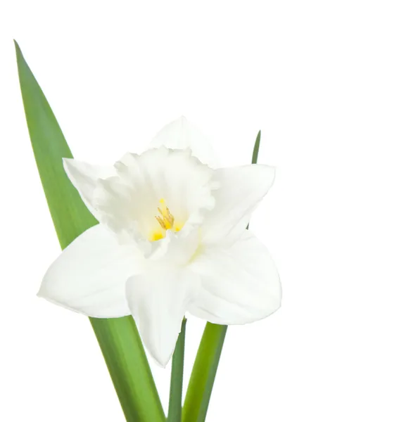 White narcissus — Stock Photo, Image