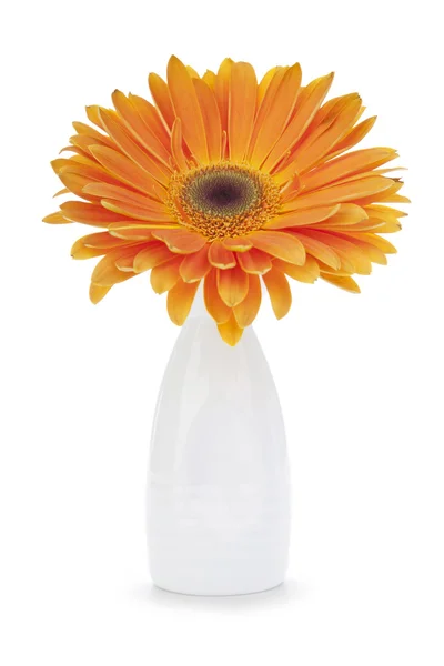 Bela flor de gerbera laranja em vaso branco — Fotografia de Stock