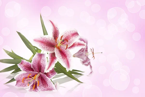 Pink exotic flower — Stock Photo, Image