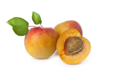 yaprakları ile kayısı