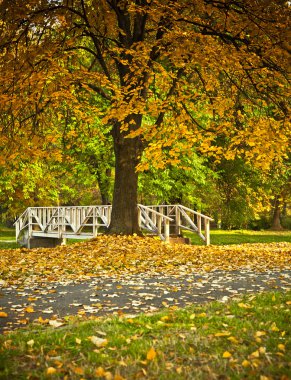 Sonbahar parkında renkli yapraklar