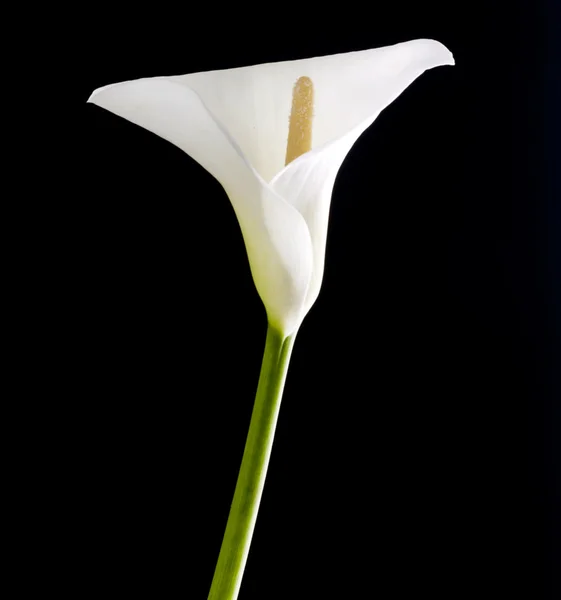 Beautiful white calla lily — Stock Photo, Image