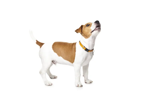 Puppy Jack Russell — Stock Photo, Image