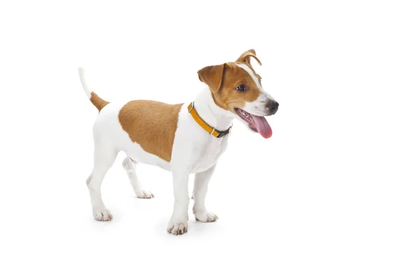 Puppy Jack Russell — Stock Photo, Image