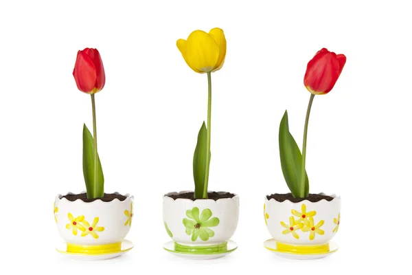 Tulip flowers in the pot — Stock Photo, Image