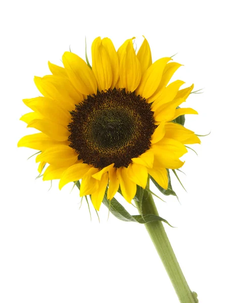 Bellissimo girasole giallo — Foto Stock