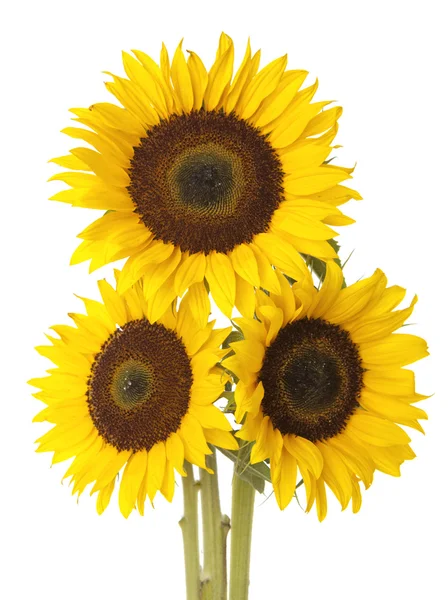 Tři slunečnice — Stock fotografie