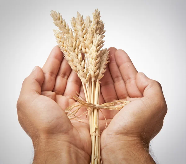 Wheat ears — Stock Photo, Image