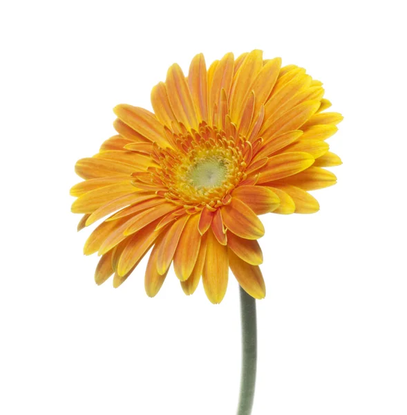 Oranžová Gerbera nať — Stock fotografie